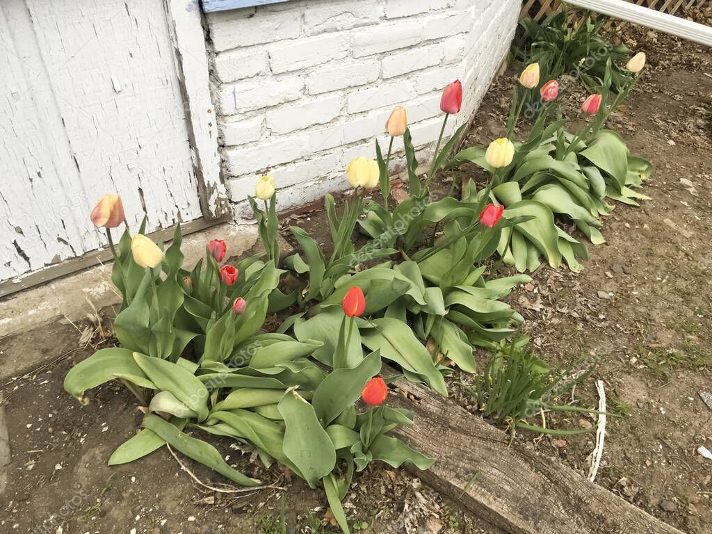 Red and Yellow Tulips Growing Next to a Wall in Spring