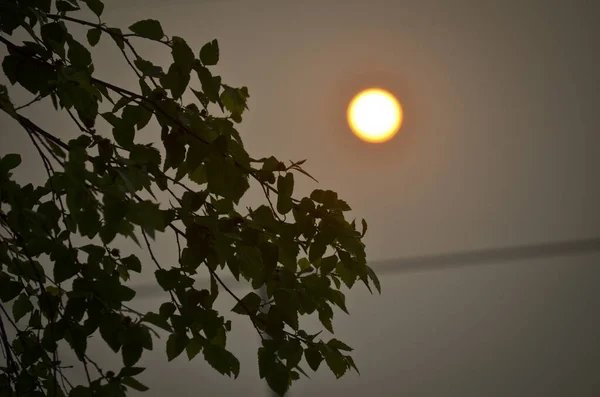 Glowing Yellow Sun with Tree Branches in a Hazy Sky