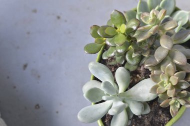 Mavi Gri Arkaplanda Saksıda Sulu Düzenleme