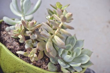 Mavi Gri Arkaplanda Saksıda Sulu Düzenleme