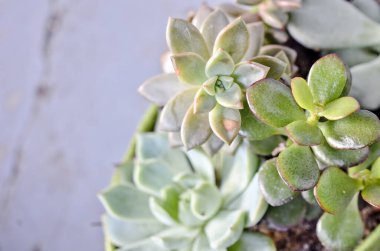 Mavi Gri Arkaplanda Saksıda Sulu Düzenleme