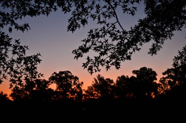Karanlık Ağaç Yaprakları Gündoğumuna ya da Günbatımına Karşı