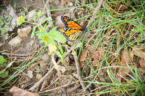 Mariposa Monarca Sentada Palo Con Hierba Hojas — Foto de Stock