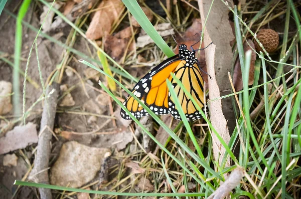 Mariposa Monarca Sentada Palo Con Hierba Hojas — Foto de Stock