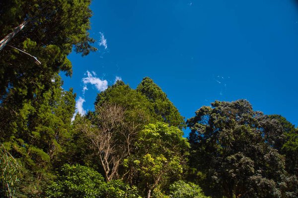 Trees and blue sky