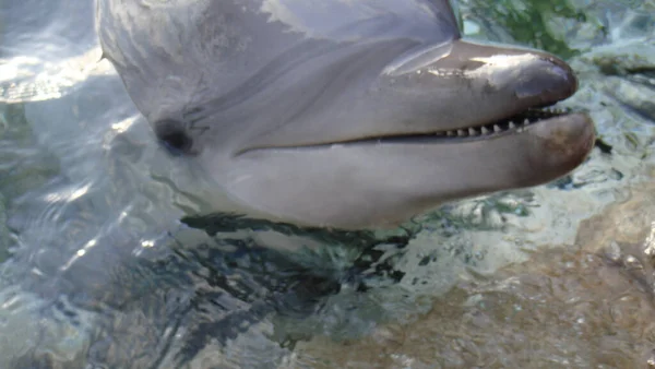Delfine Lächeln Wasser Delphin Wasser Delfinkopf — Stockfoto
