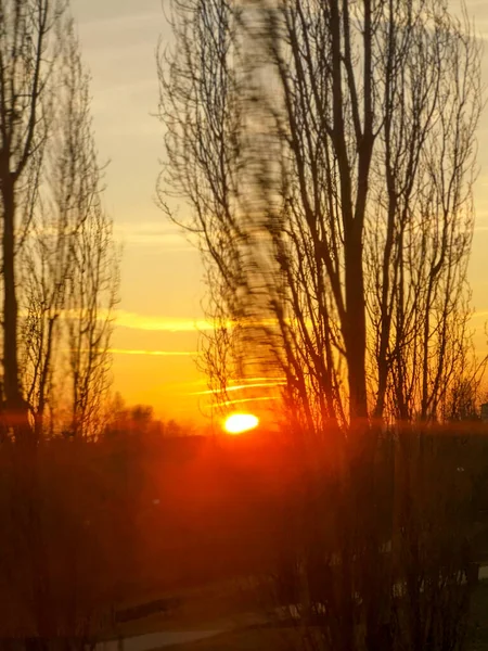 Dunkle Bäume Vor Rosa Sonnenuntergang Und Mond — Stockfoto