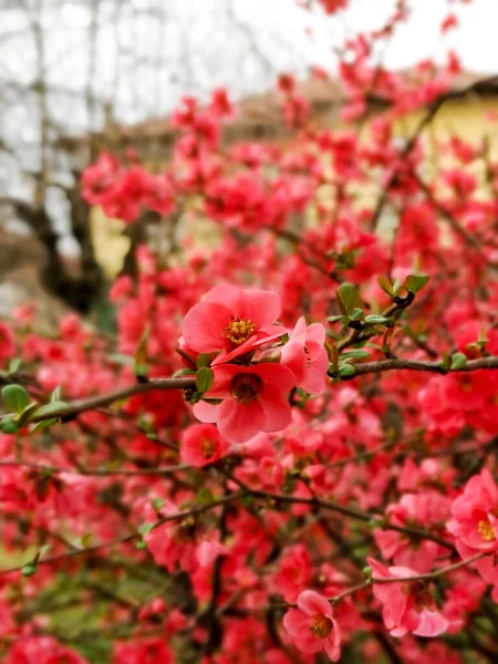 ピンク色の花が咲く春の美しい木 — ストック写真
