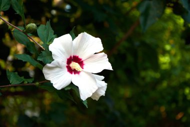 Bahçede beyaz çiçekler