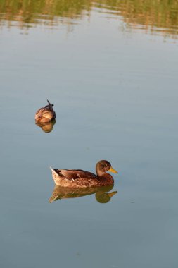 Sabah suyunda ördek 