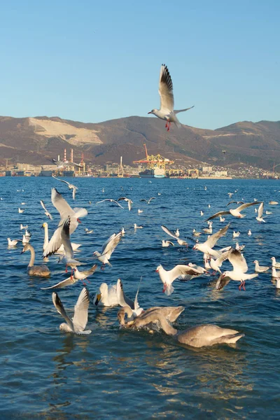 Cisnes Gaviotas Salpicando Mar — Foto de Stock