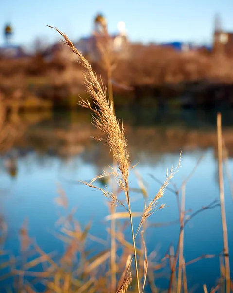 Reeds Lake — Stock Photo, Image