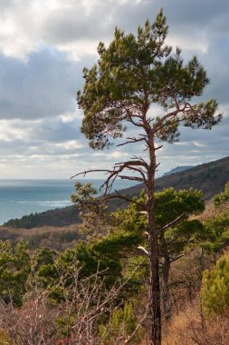 Denizin karşısındaki bir dağda.