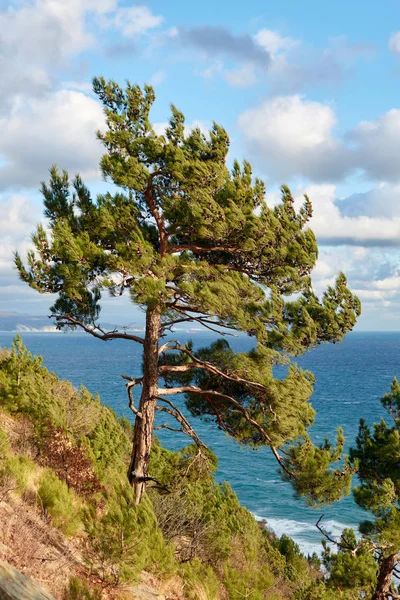 Drzewo Górze Naprzeciwko Morza — Zdjęcie stockowe