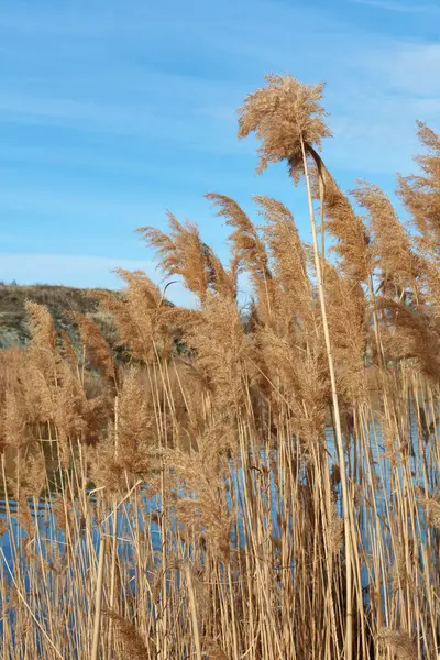 Winter Reeds Estuary Shore — Stock Photo, Image