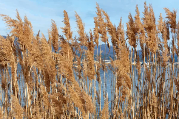 Winter Reeds Estuary Shore — Stock Photo, Image