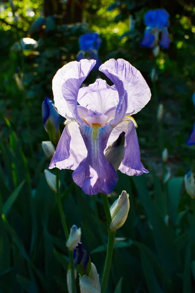 Фиолетовый Ирис Солнце — стоковое фото