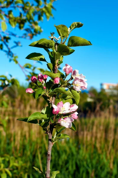 blue sky and white flowers