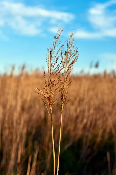 Bulrush Blue Sky — Stock Photo, Image