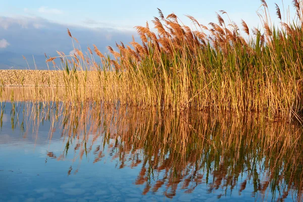 Reeds Lake Reflection — Stock Photo, Image