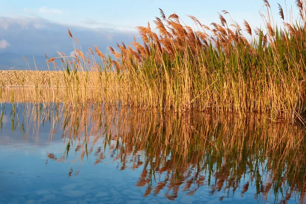 Las Cañas Lago Reflexión Imagen De Stock