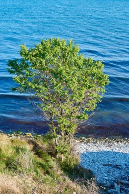 Deniz kıyısındaki bir ağaç manzarası