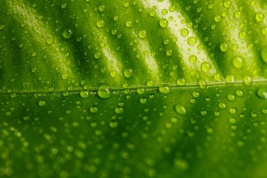 Yeşil yaprak çiy damlaları ile kaplı