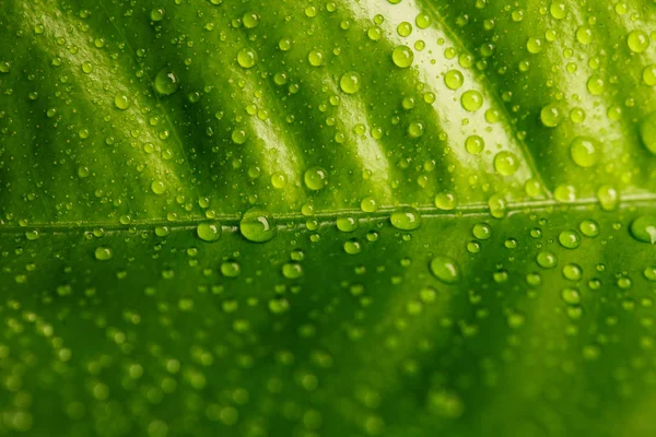 Πράσινο φύλλο καλυμμένο με δροσοσταλίδες — Φωτογραφία Αρχείου