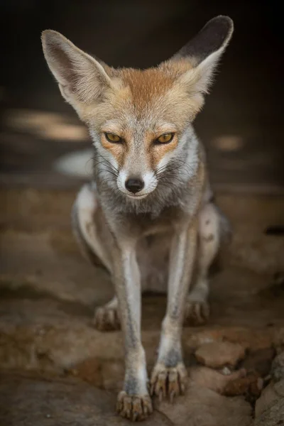 white footed fox or desert fox or vulpes vulpes pusilla closeup image at tal chhapar sanctuary, rajasthan, india