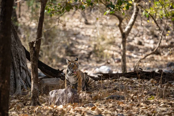 Fearless and bold female tiger cub playing alone and coming head on in absence of her mother at ranthambore national park, rajasthan, india - panthera tigris