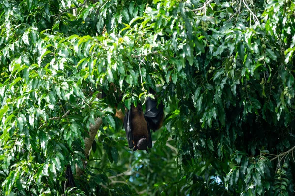 indian flying fox or greater indian fruit bat close up image hanging from tree with eyes open at ranthambore national park or tiger reserve, rajasthan, india - Pteropus giganteus