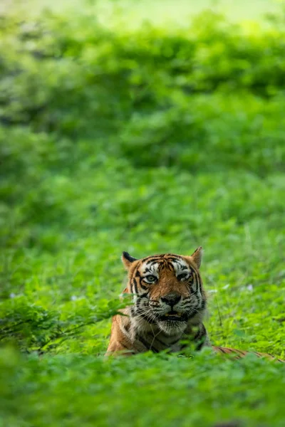 Wild angry male ranthambore tiger angry eyes expression in monsoon green background at ranthambore national park, india - panthera tigris tigris