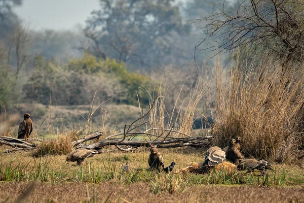 steppe eagle flock showing dominance on each other and eastern imperial eagle with aggressively and angry expressions on spotted deer kill at keoladeo national park or bharatpur bird sanctuary, india