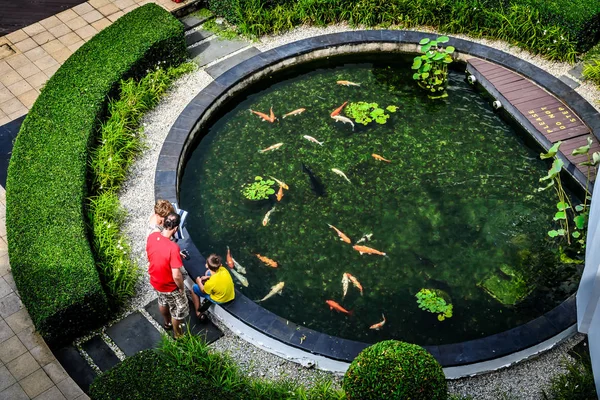 Yuvarlak koi balığı havuzunun etrafında bir aile duruyor. İçinde bir sürü sazan balığı var. — Stok fotoğraf