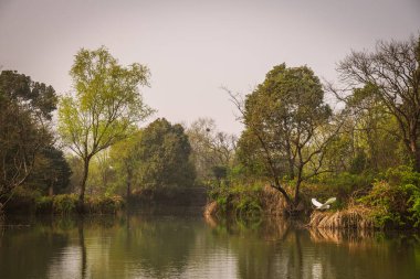 Xixi Wetland Bataklıkları 'ndan bir sahne Çin' deki Hangzhou 'da