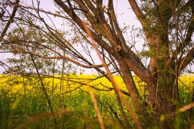 Çin 'deki Hangzhou' da Xixi Bataklıkları 'nın yanındaki bir tarlada kolza tohumu bitkileri.