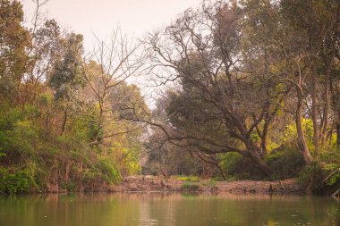 Xixi Wetland Bataklıkları 'ndan bir sahne Çin' deki Hangzhou 'da