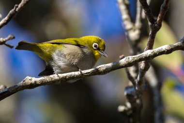 Cape white-eye, Zosterops virens