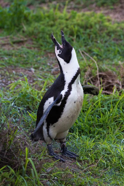 Pingouin africain appelant Photos De Stock Libres De Droits