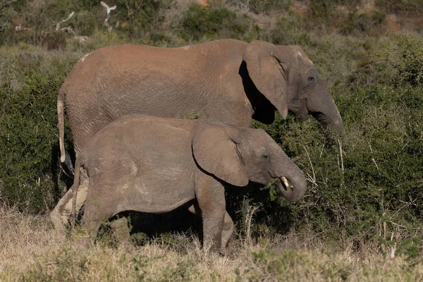 Мать-слон и ее теленок в африканском кусте — стоковое фото