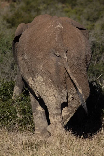 Baksidan av enda elefant i afrikanska bushen — Stockfoto