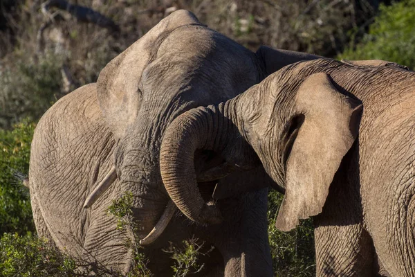 Két kamasz elefánt bika küzd. — Stock Fotó