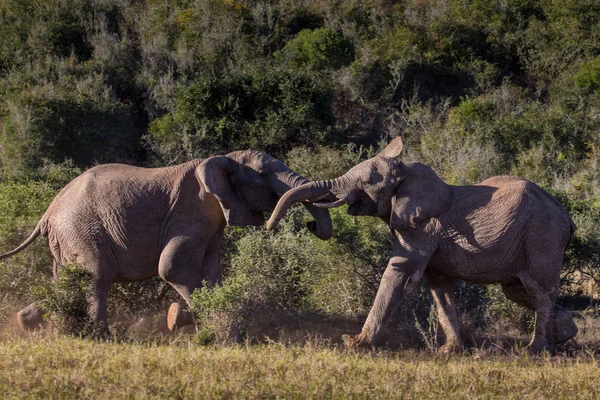 Två ungdomar elefant tjurar sparring — Stockfoto