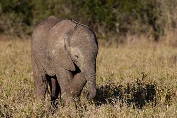 Wild baby afrikansk elefant — Stockfoto