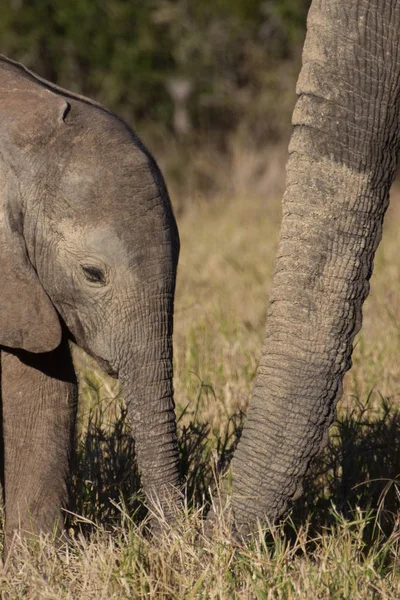 Wild baby afrikansk elefant — Stockfoto