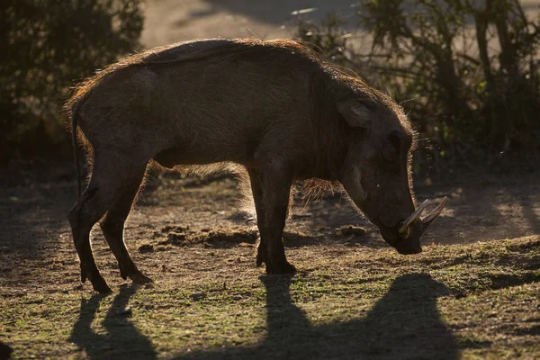 疣猪在夕光 — 图库照片