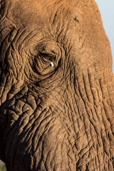 Лицо африканского слона — стоковое фото
