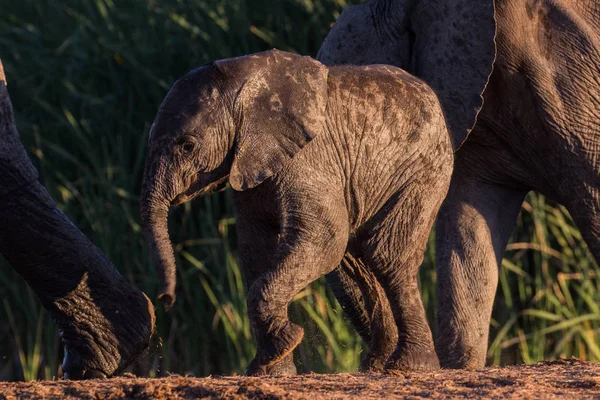 Ребенок-слон делает шаг — стоковое фото