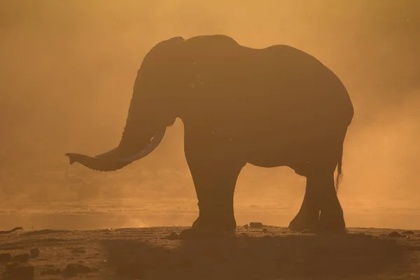 Силуэт слона на закате — стоковое фото