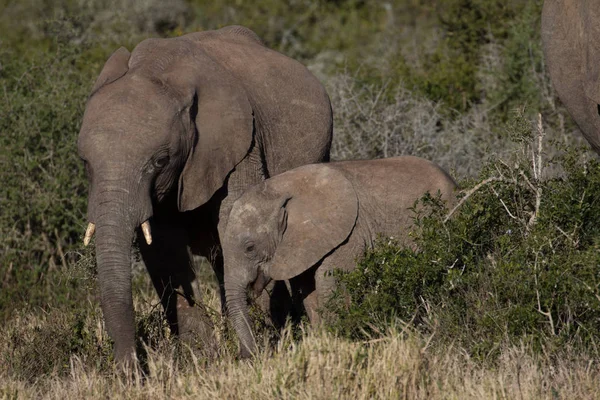 Mère éléphant et son veau dans la brousse africaine Images De Stock Libres De Droits